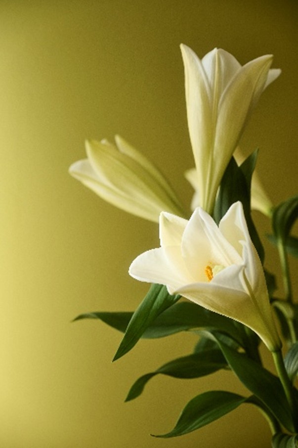 flower.jpg